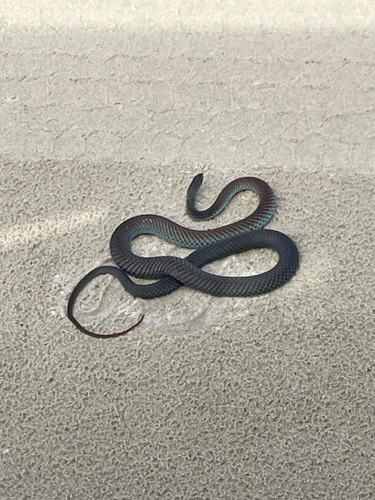 Lesser Black Whipsnake sighting