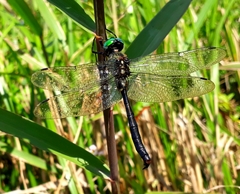 Somatochlora graeseri graeseri