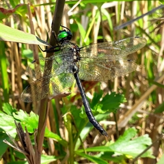 Somatochlora graeseri graeseri
