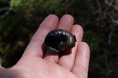 Powelliphanta spedeni