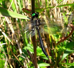Somatochlora graeseri graeseri