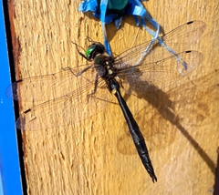 Somatochlora graeseri graeseri