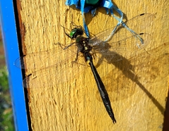 Somatochlora graeseri graeseri