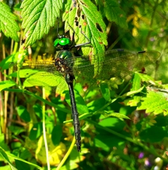 Somatochlora graeseri graeseri
