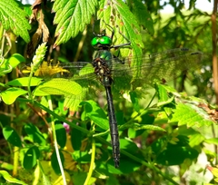 Somatochlora graeseri graeseri