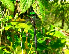 Somatochlora graeseri graeseri