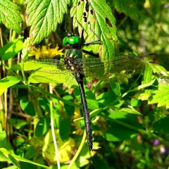 Somatochlora graeseri graeseri