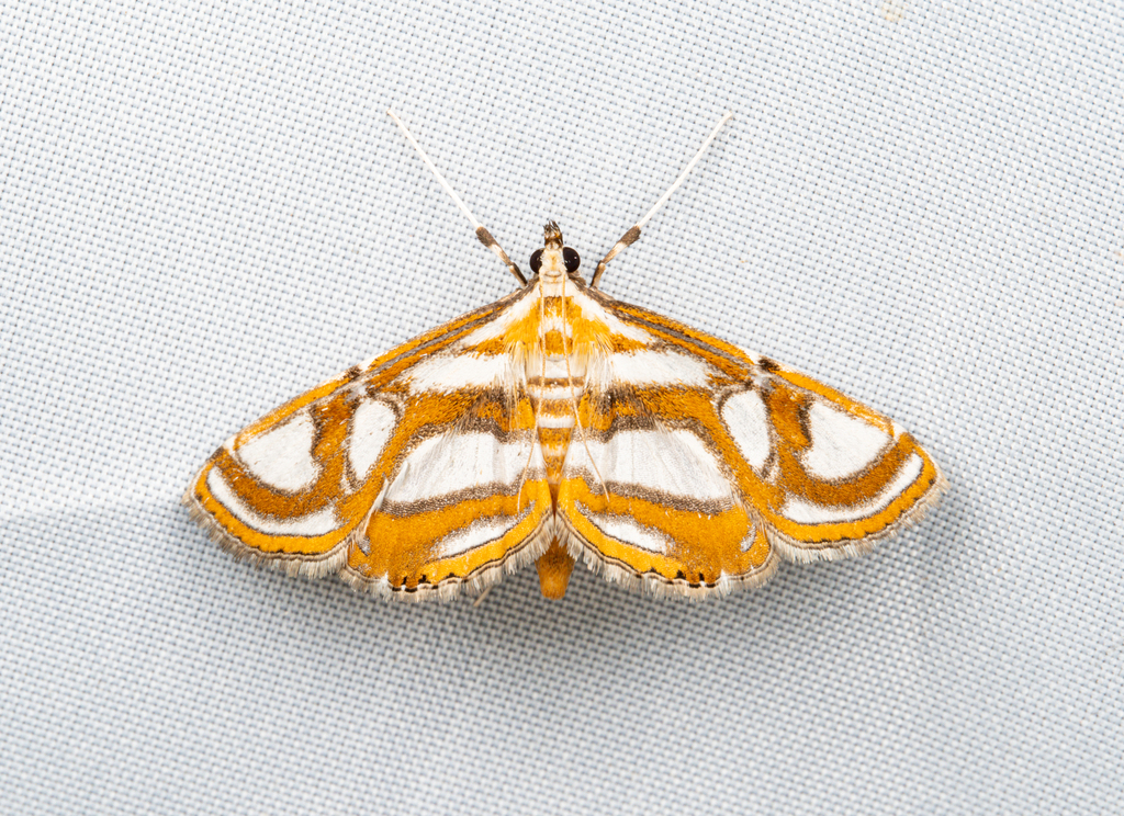 Paracymoriza laminalis