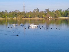 Pelecanus erythrorhynchos