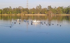 Pelecanus erythrorhynchos