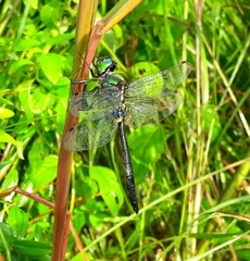 Somatochlora graeseri graeseri