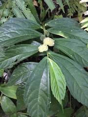 Elatostema