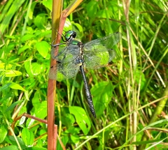 Somatochlora graeseri graeseri