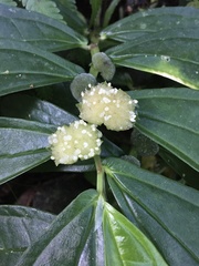 Elatostema