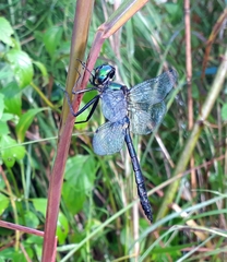 Somatochlora graeseri graeseri