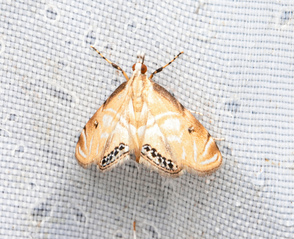 Archischoenobius pallidalis