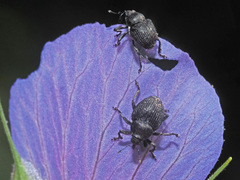 Zacladus geranii