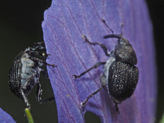 Zacladus geranii
