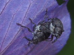 Zacladus geranii