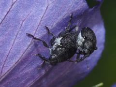 Zacladus geranii