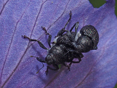Zacladus geranii