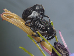 Zacladus geranii