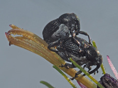 Zacladus geranii