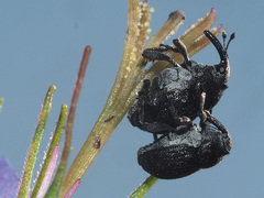 Zacladus geranii
