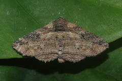 Pericyma