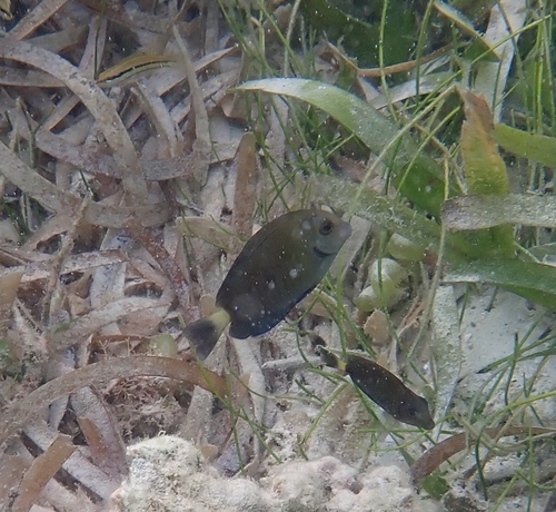 Acanthurus chirurgus