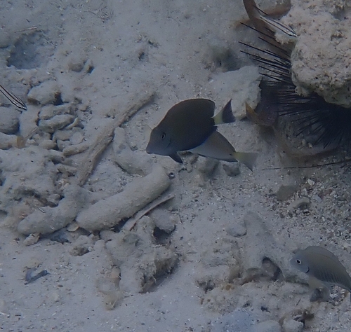 Acanthurus tractus