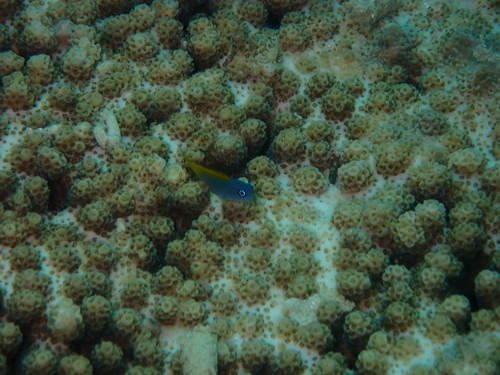 Ecsenius lividanalis observed 2025-11-14
