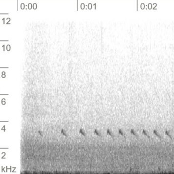 Gambel's Wrentit