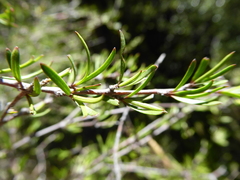 Coprosma intertexta