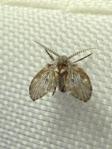 Unknown species found near Bexar County, US-TX, US