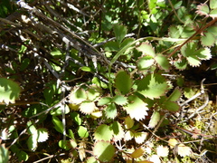 Acaena dumicola