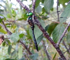 Somatochlora viridiaenea