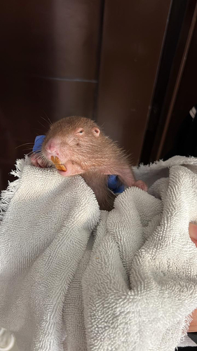 Hispid Pocket Gopher