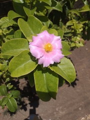 Pereskia