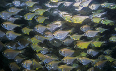Pempheris compressa