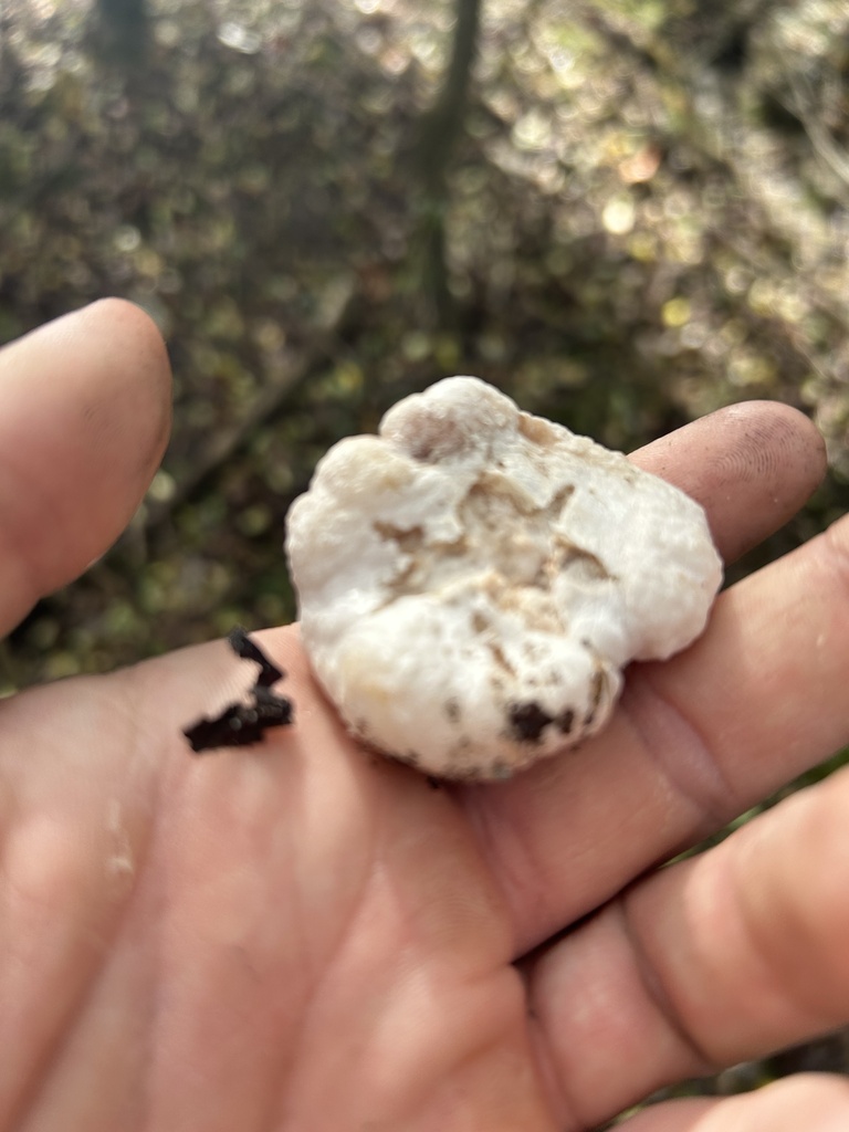 Entoloma abortivum · November 2025 · photo: © dryopteris2 (iNaturalist, cc0)