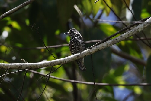 Speckle-chested Piculet (Picumnus steindachneri), photo 7
