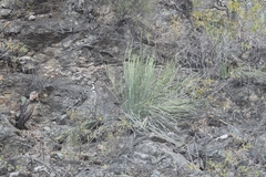 Euphorbia rossiana