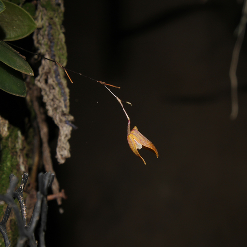 Pabstiella yauaperyensis