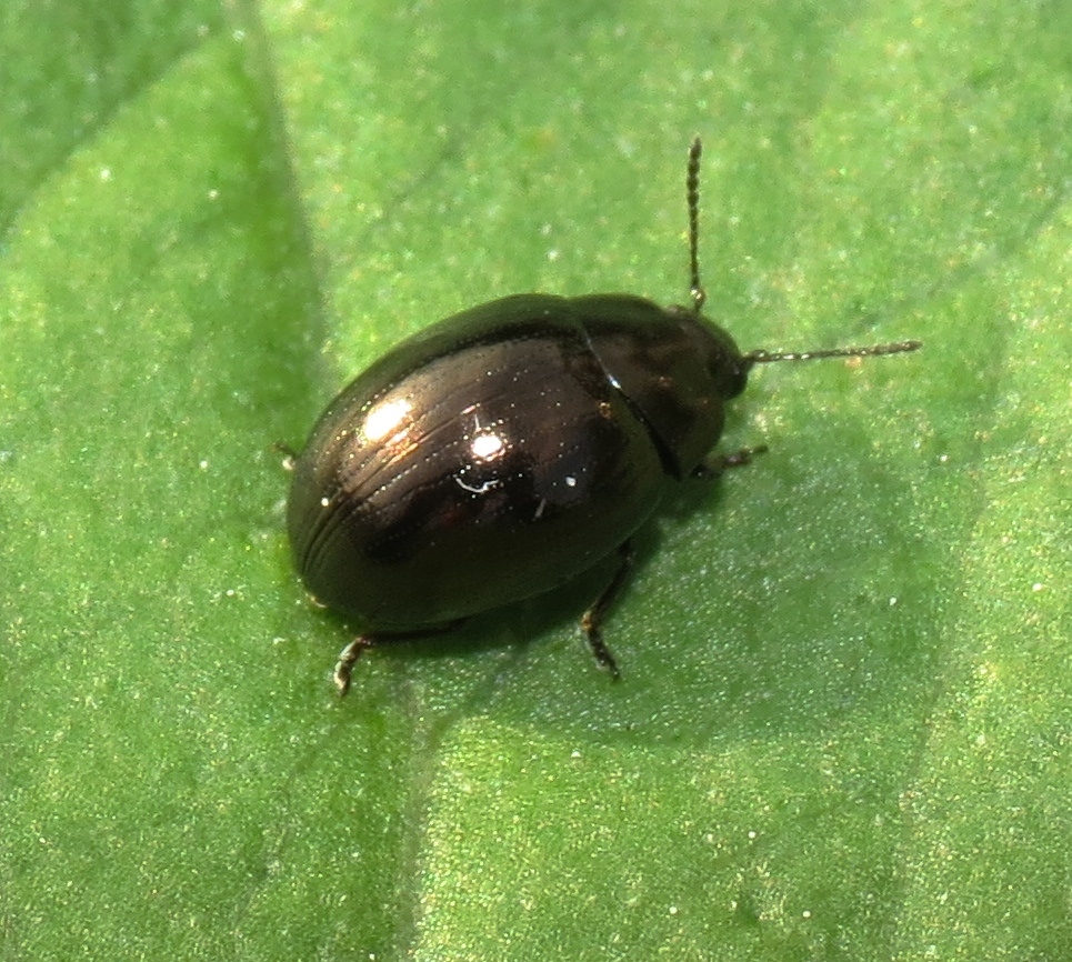 Celery leaf beetle