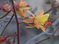 Hoffmannseggia intricata