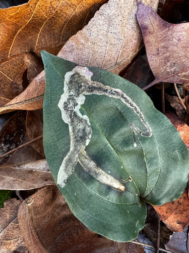Unknown species found near Fox Mill Rd, Herndon, VA, US