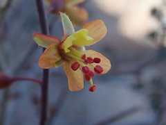 Hoffmannseggia intricata
