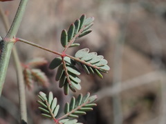 Hoffmannseggia intricata