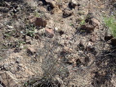 Hoffmannseggia intricata